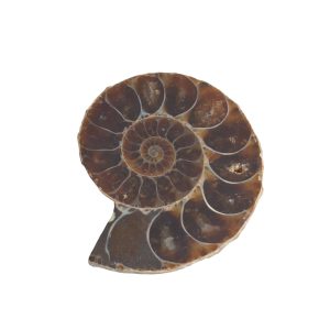 Pendentif Pierre Précieuse Ammonite (30 mm)