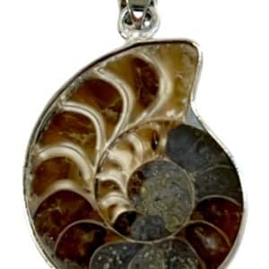 Pendentif ammonite dans un sertissage argenté sans chaîne